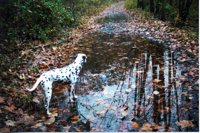 El Niño 2026: What It Means for Pup Weather