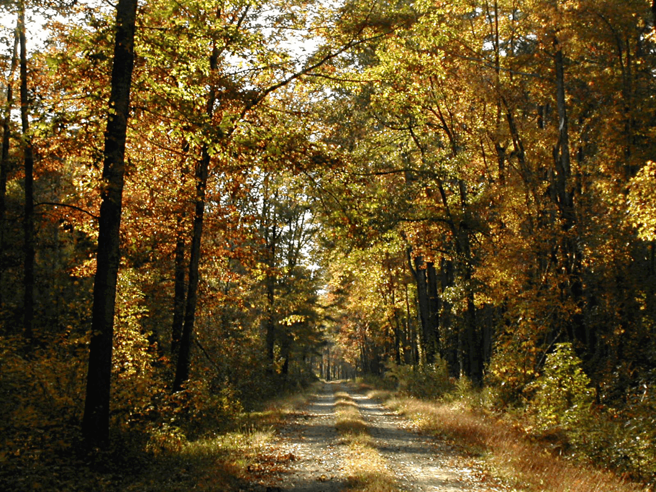 The crisp air, the crunchy leaves, the humans suddenly remembering we’re the real rulers of autumn. Clarence B. Good investigates why this seasonal shift is *finally* getting the respect it deserves—after years of summer’s overblown ego.