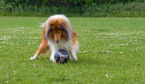 The Premier League roars back to life as top dogs battle for the title. Fans cheer as new stars rise and old rivals clash—will this be the season of a new champion?