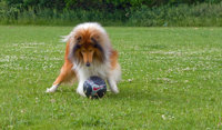 Premier League Kicks Off