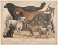 Barkada Border Tensions: Canada’s Dog Food Tariffs Spark Woof-War